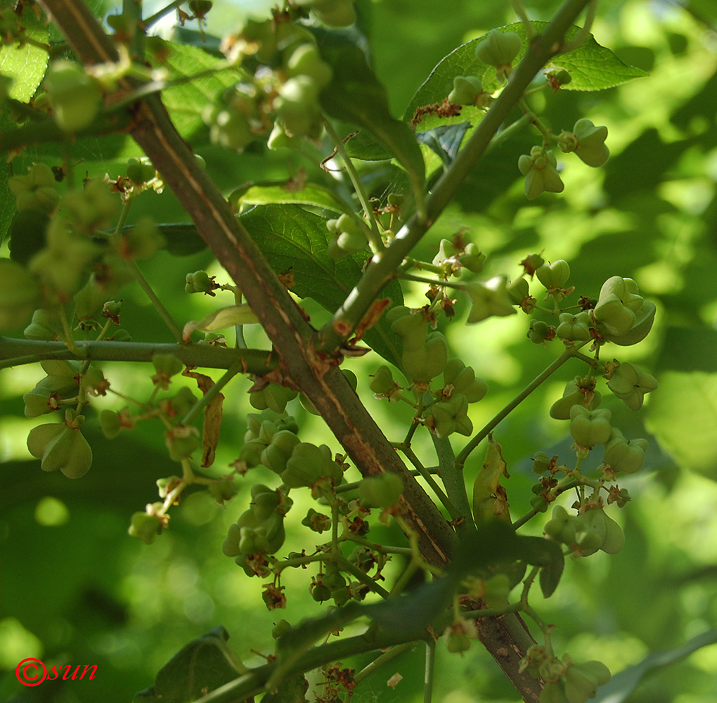 Изображение особи Euonymus europaeus.