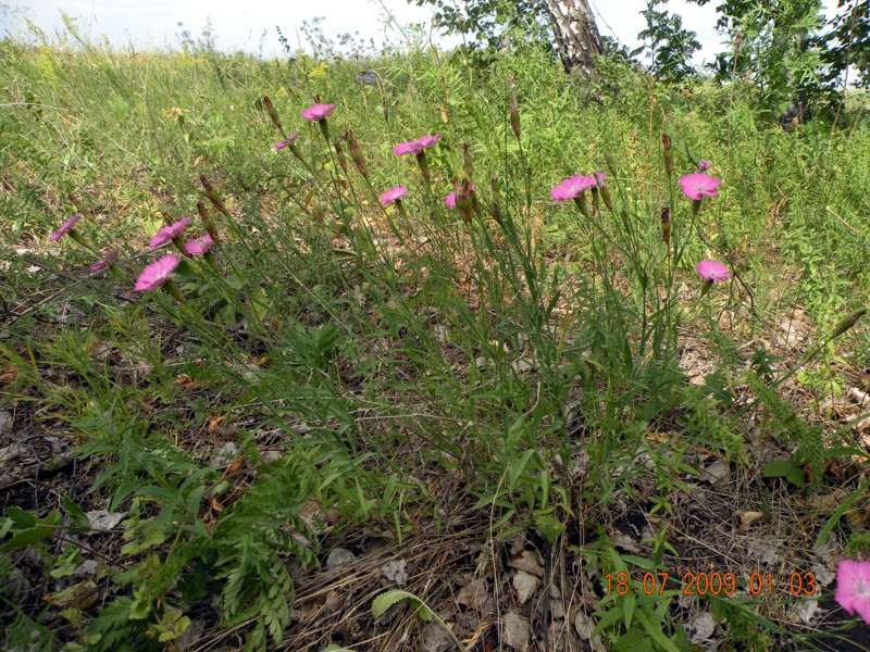 Image of Dianthus pratensis specimen.