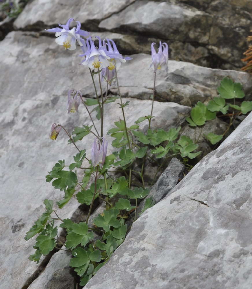 Image of Aquilegia ottonis ssp. amaliae specimen.