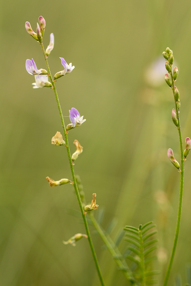 Изображение особи Astragalus austriacus.