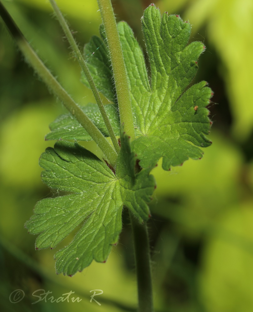 Image of Geranium molle specimen.