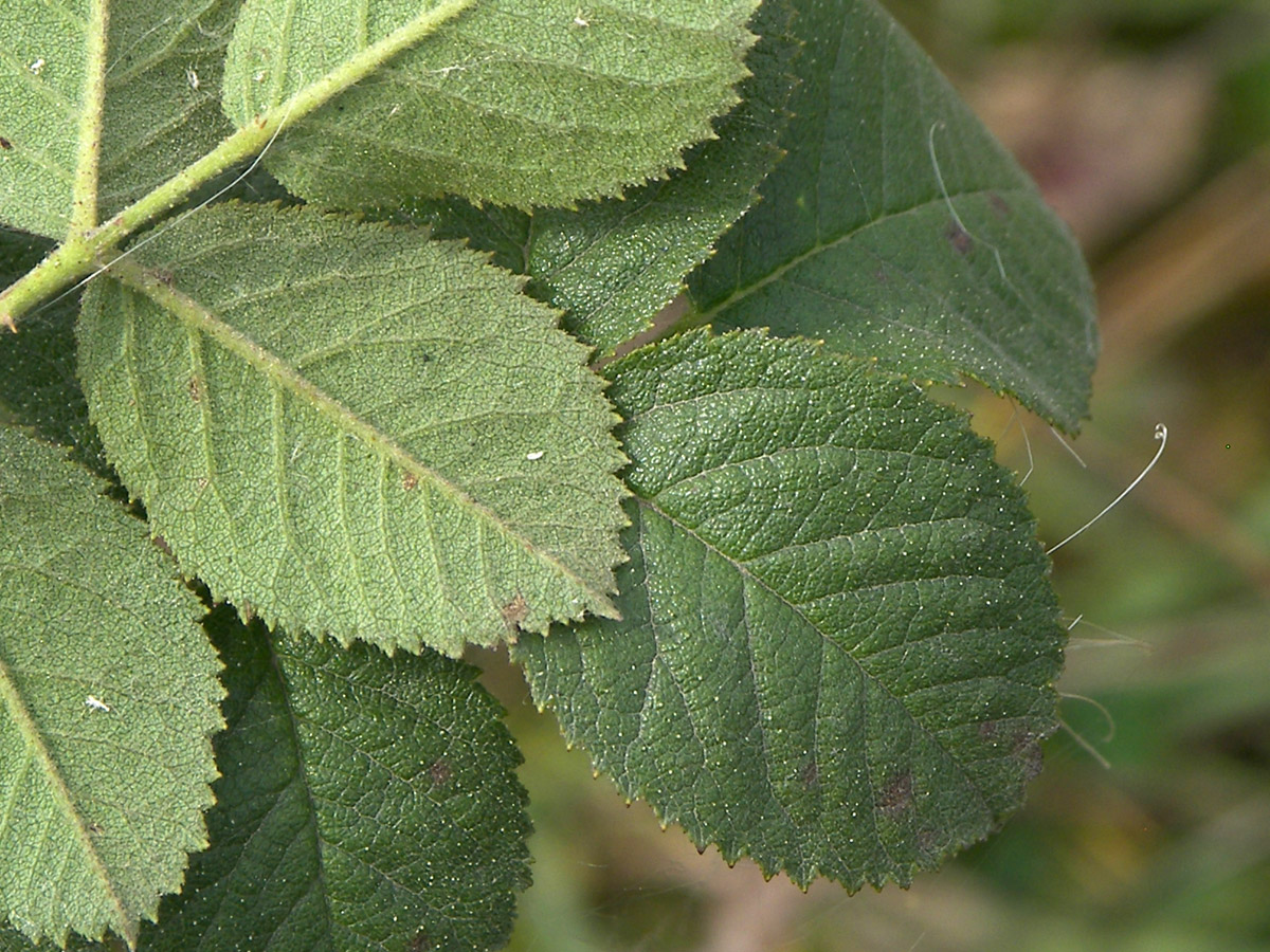 Image of Rosa pulverulenta specimen.