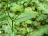 Erigeron annuus. Стеблевой лист. Санкт-Петербург, Выборгский р-н, во дворе одного из жилых домов. 19.08.2014.