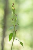 Cephalanthera damasonium. Верхушка плодоносящего растения. Черногория, нац. парк Ловчен. 18.07.2014.