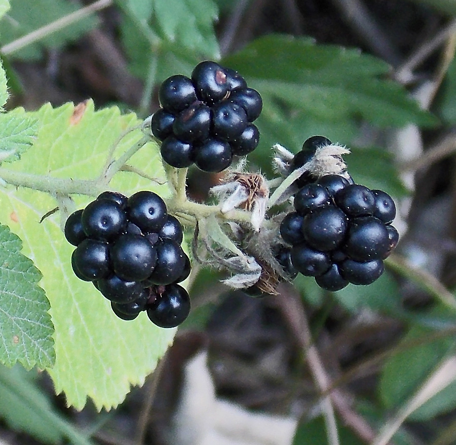 Изображение особи Rubus canescens.