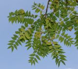 Ailanthus altissima. Ветка мужского растения. Германия, г. Дюссельдорф, Ботанический сад университета. 04.09.2014.