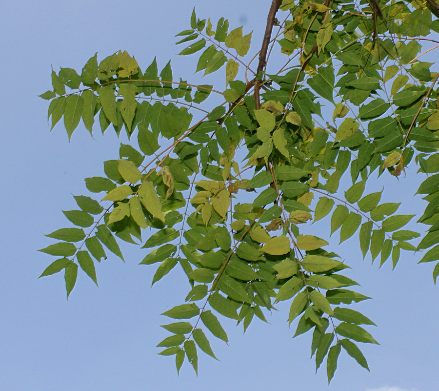 Изображение особи Ailanthus altissima.