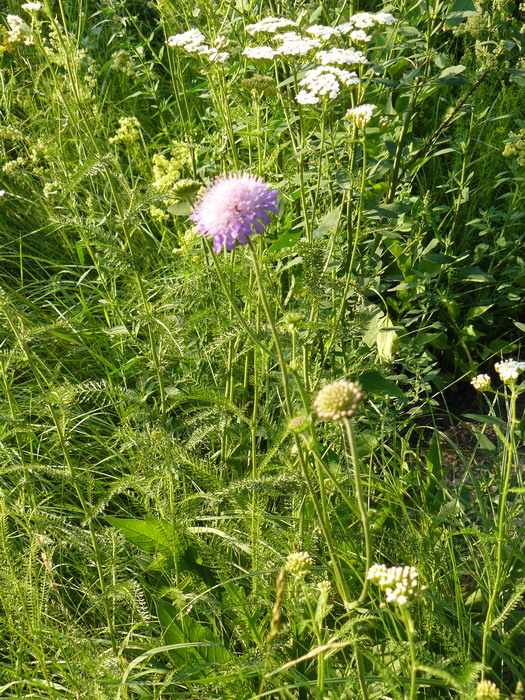 Изображение особи Knautia arvensis.