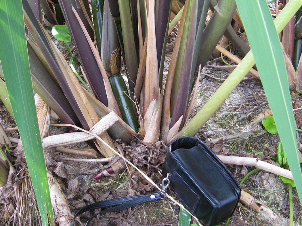 Image of Zizania latifolia specimen.