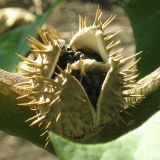 Datura stramonium. Раскрывшаяся коробочка с семенами. Украина, г. Кривой Рог, Ботанический сад НАН Украины. 16.08.2009.