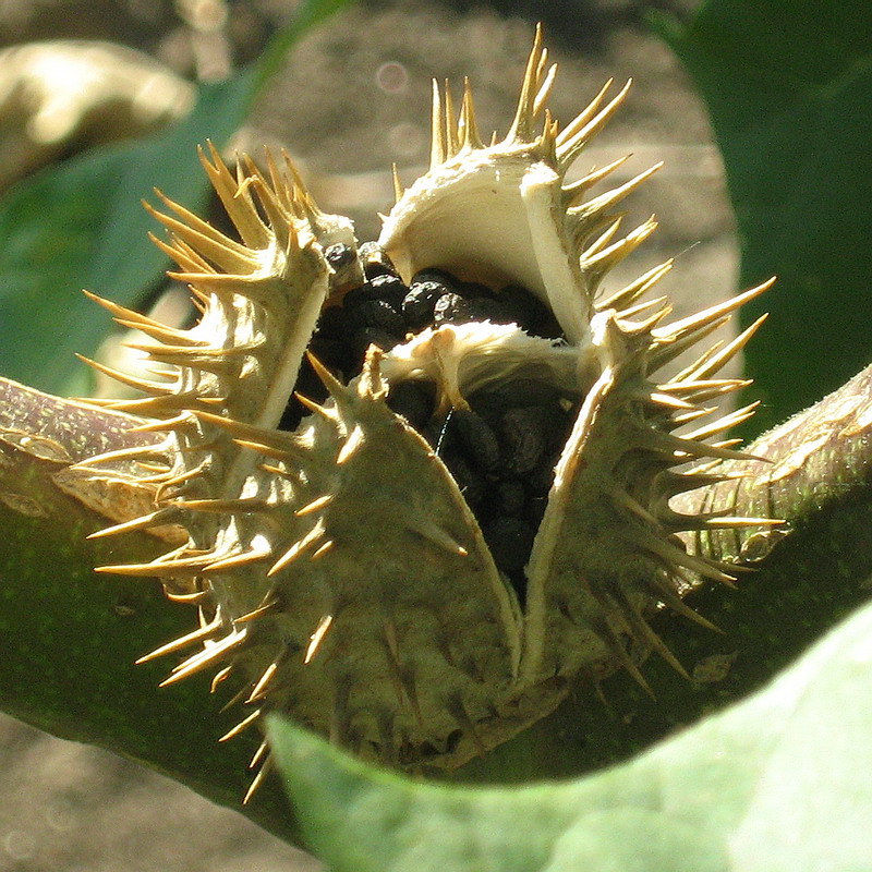 Изображение особи Datura stramonium.