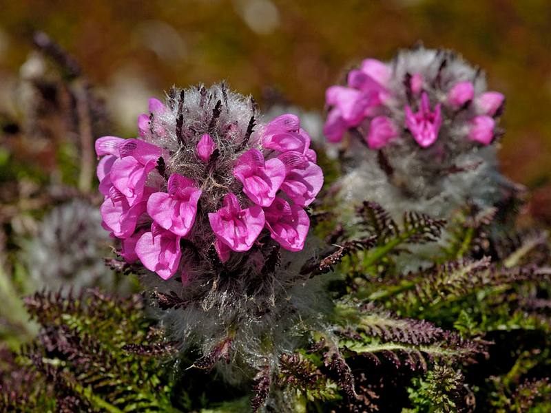 Image of Pedicularis pallasii specimen.