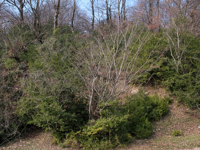 Image of Buxus hyrcana specimen.