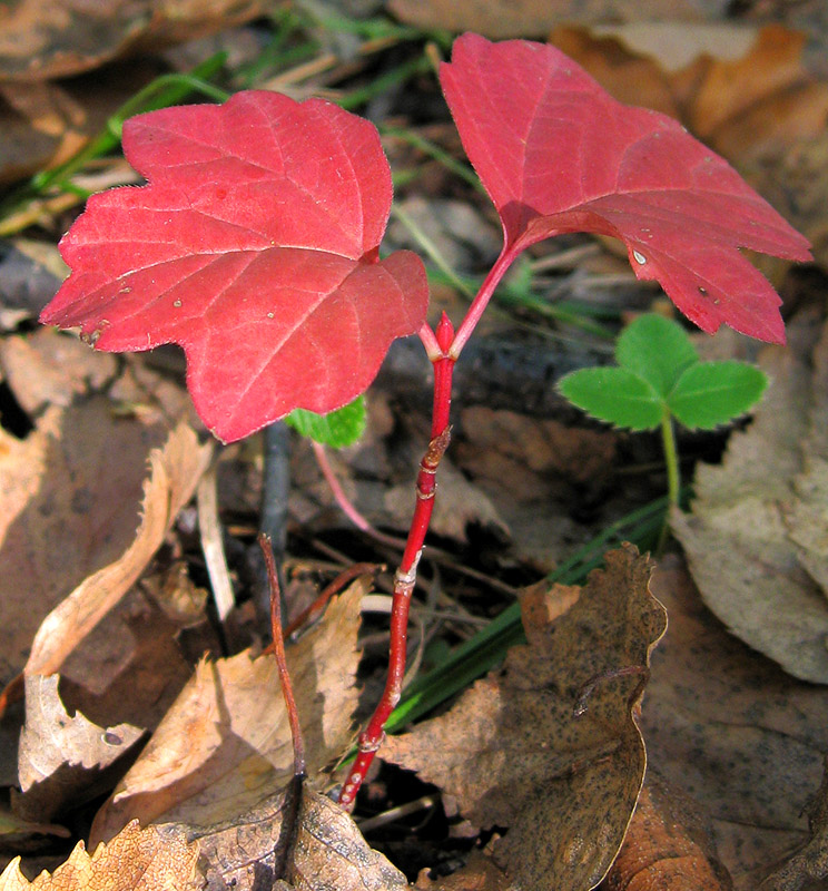 Image of Viburnum opulus specimen.