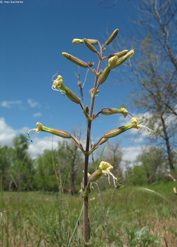 Image of Silene viscosa specimen.