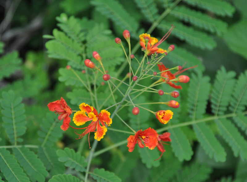 Image of Caesalpinia pulcherrima specimen.