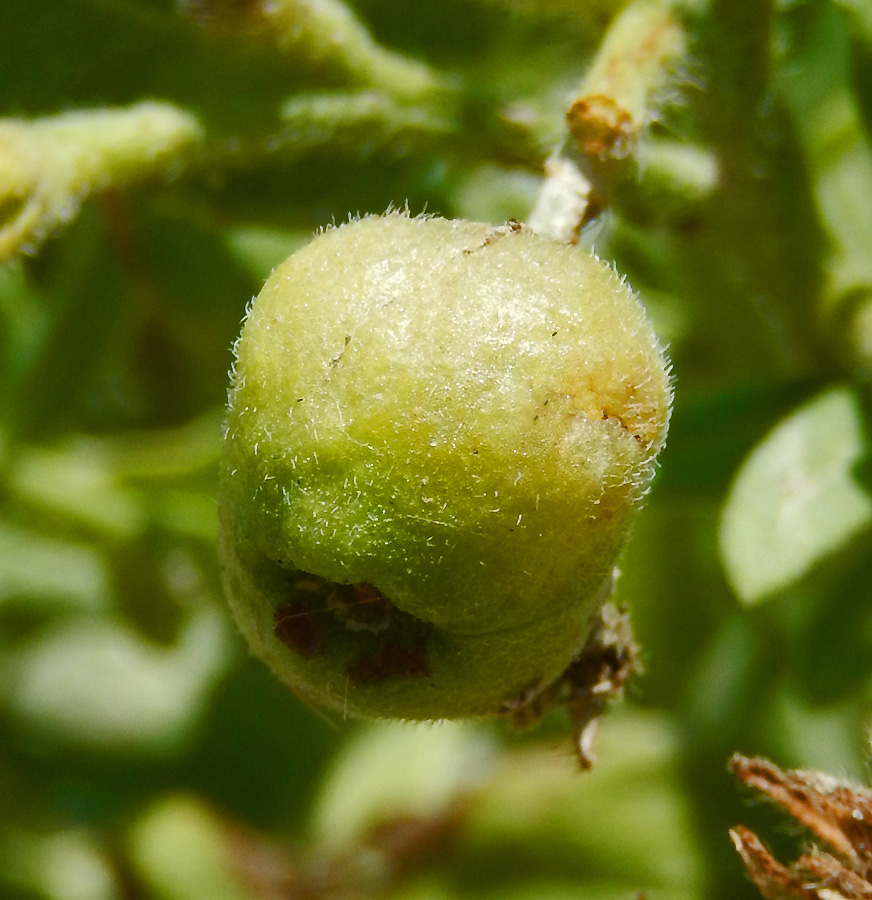 Image of Argusia sibirica specimen.