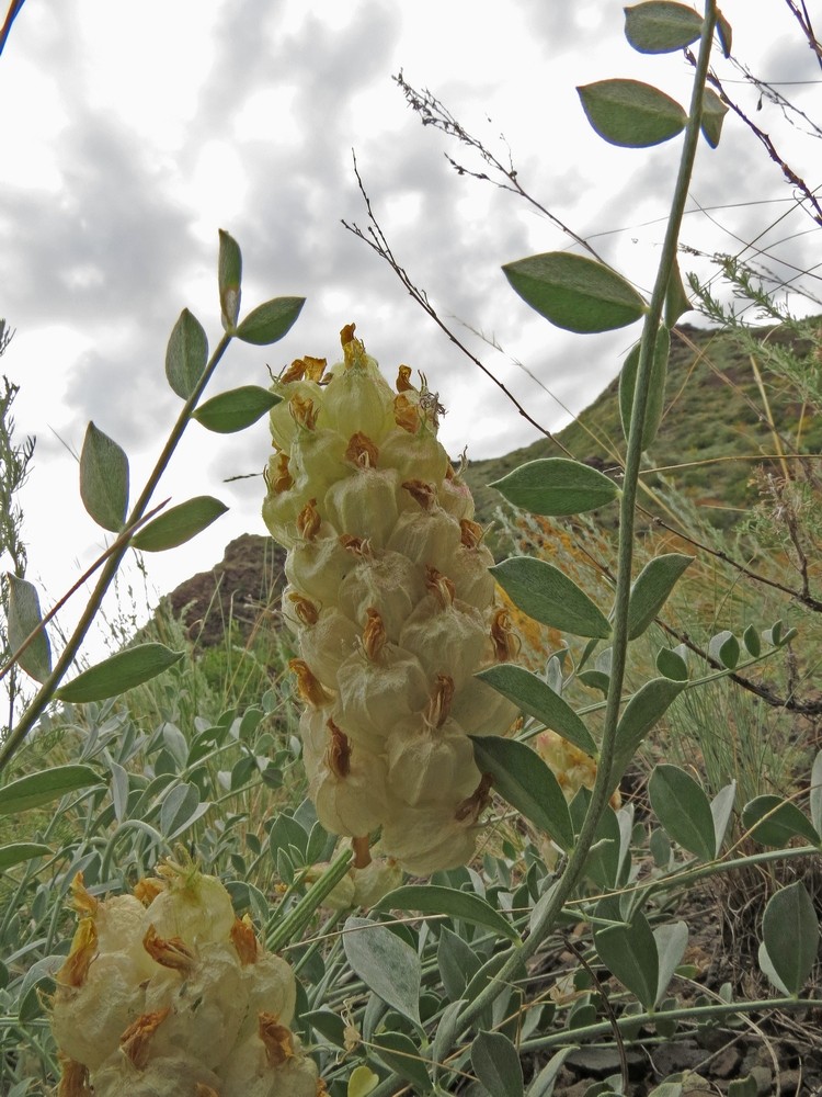 Image of Astragalus petropylensis specimen.