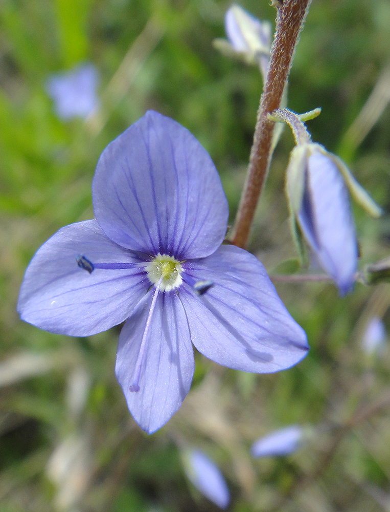 Image of Veronica krylovii specimen.