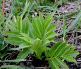 Sambucus ebulus