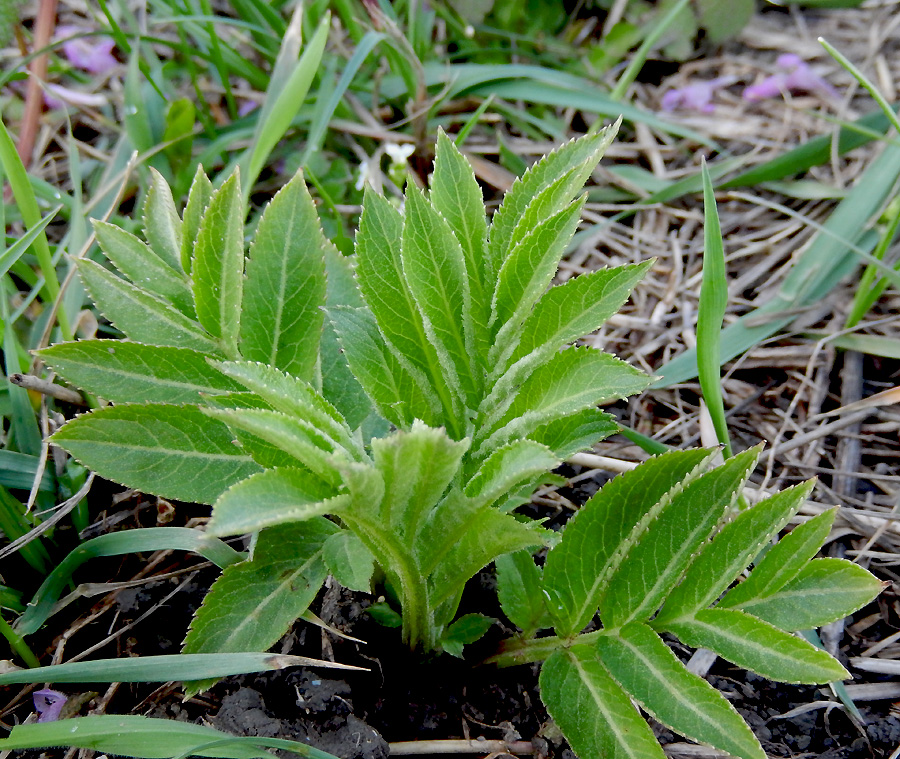 Изображение особи Sambucus ebulus.