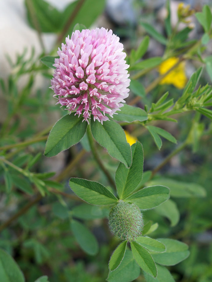 Image of Trifolium pratense specimen.