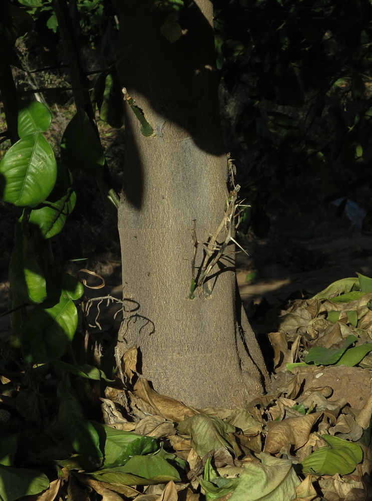 Image of Citrus limon specimen.