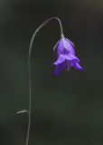 genus Campanula. Верхушка цветущего растения. Пермский край, Оханский р-н, обочина лесной дороги в сосновом бору. 15.09.2013.