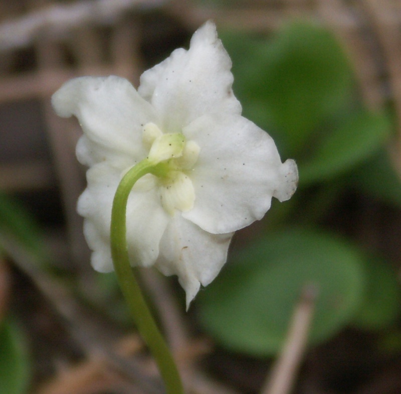 Image of Moneses uniflora specimen.