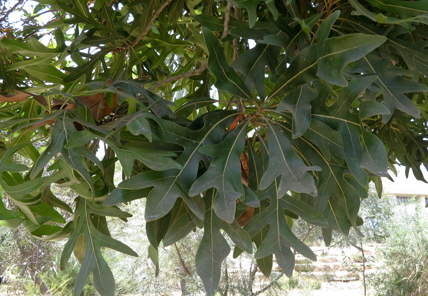 Image of Stenocarpus sinuatus specimen.