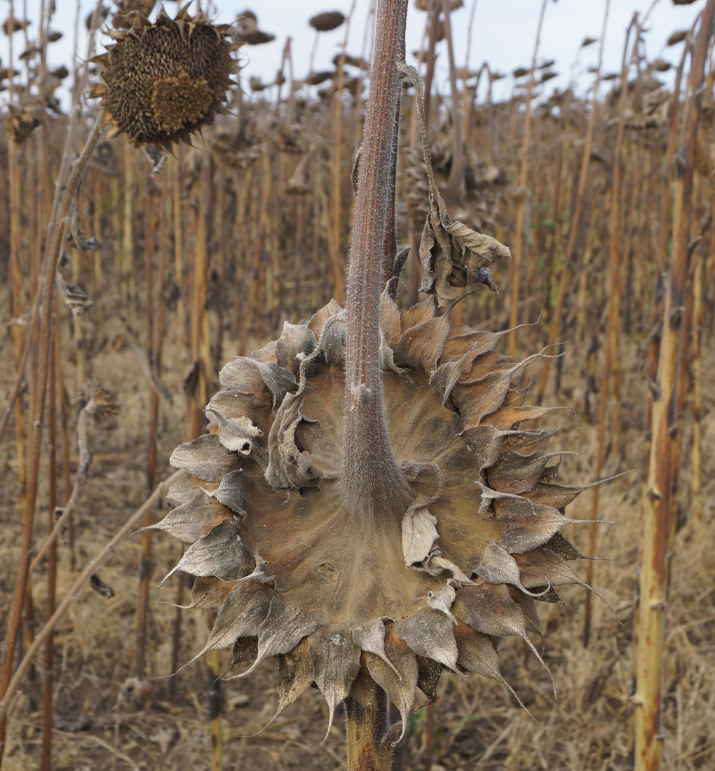 Image of Helianthus annuus specimen.