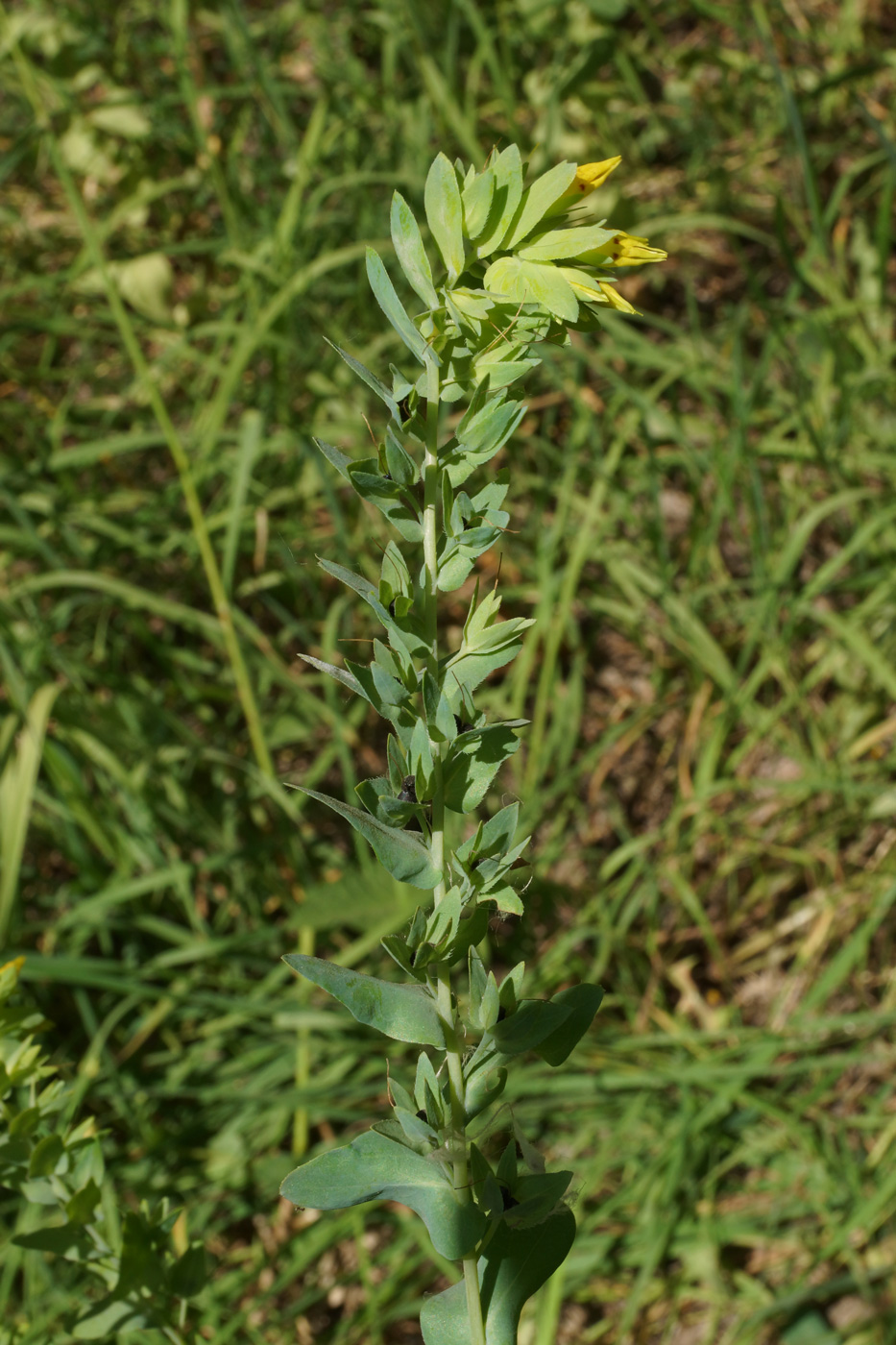 Image of Cerinthe minor specimen.