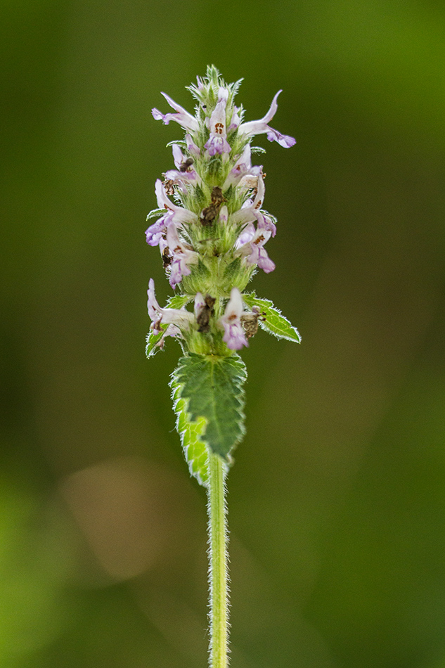 Изображение особи Betonica officinalis.