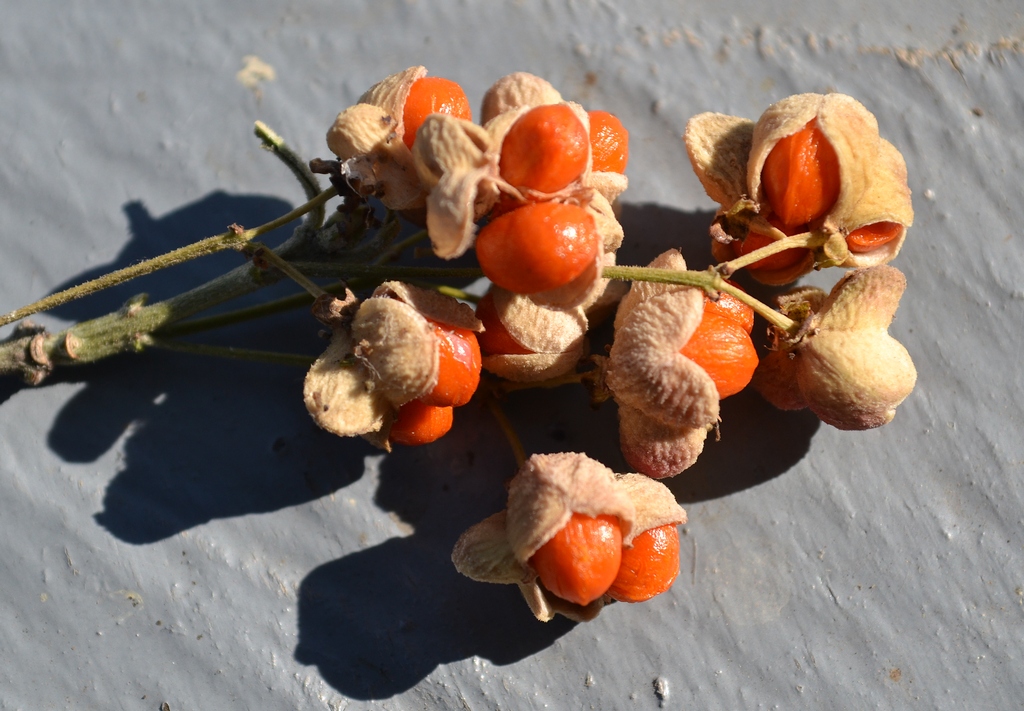 Image of Euonymus czernjaevii specimen.