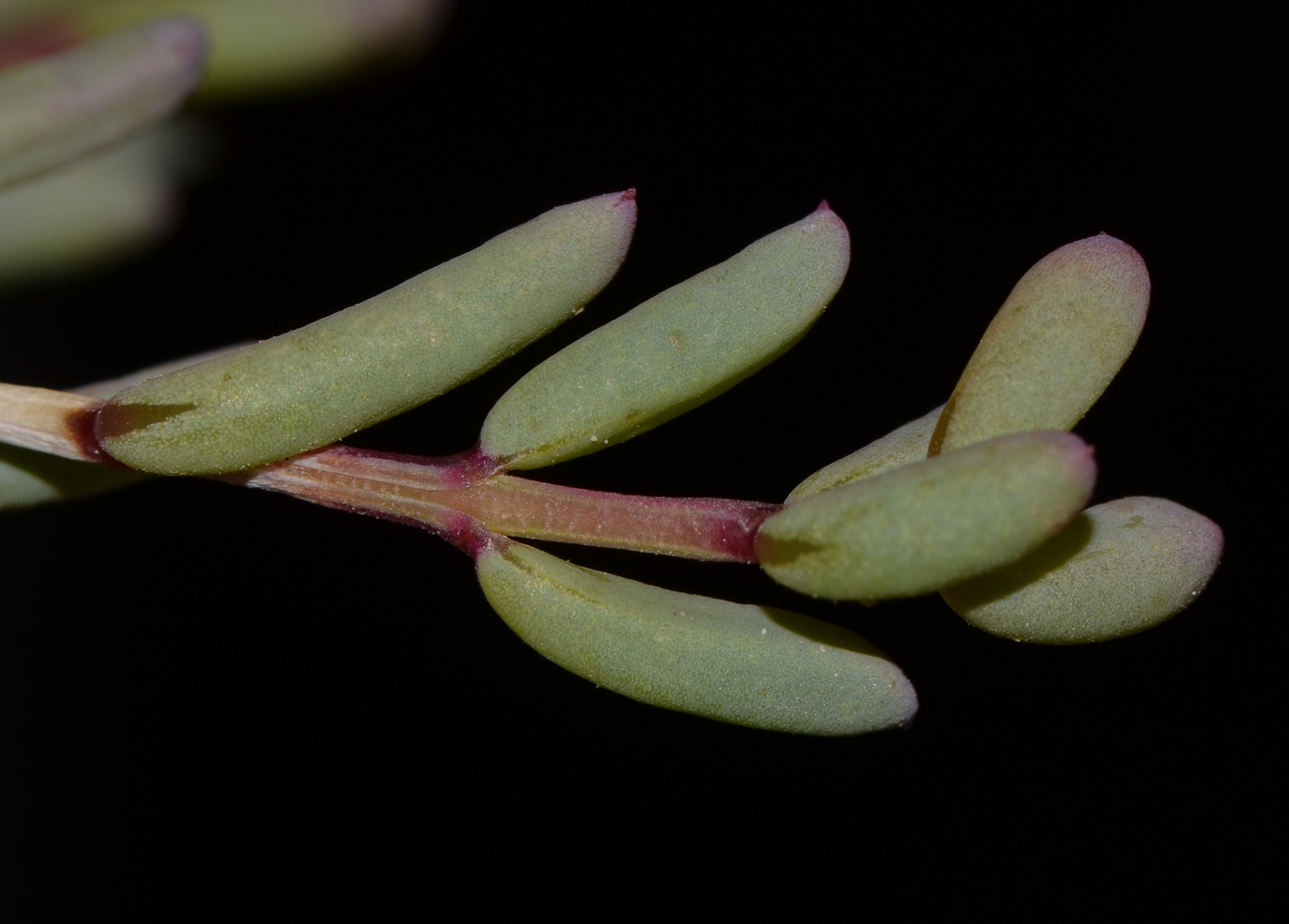 Image of Salsola divaricata specimen.