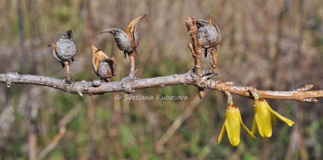 Изображение особи род Forsythia.