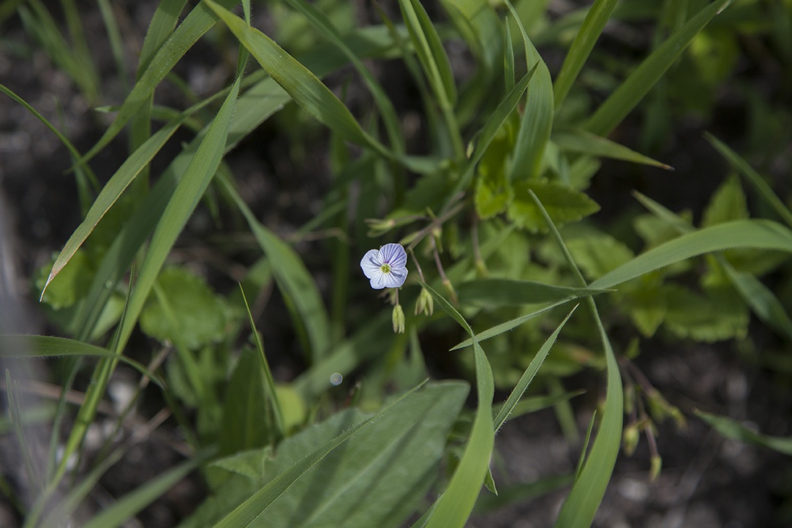 Image of Veronica peduncularis specimen.