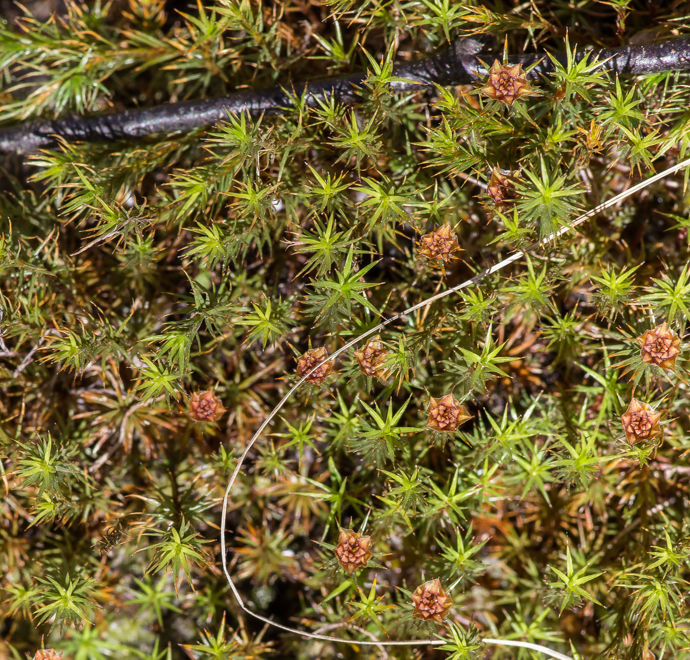 Image of Polytrichum strictum specimen.