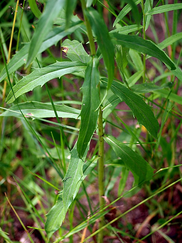 Image of Hieracium umbellatum specimen.