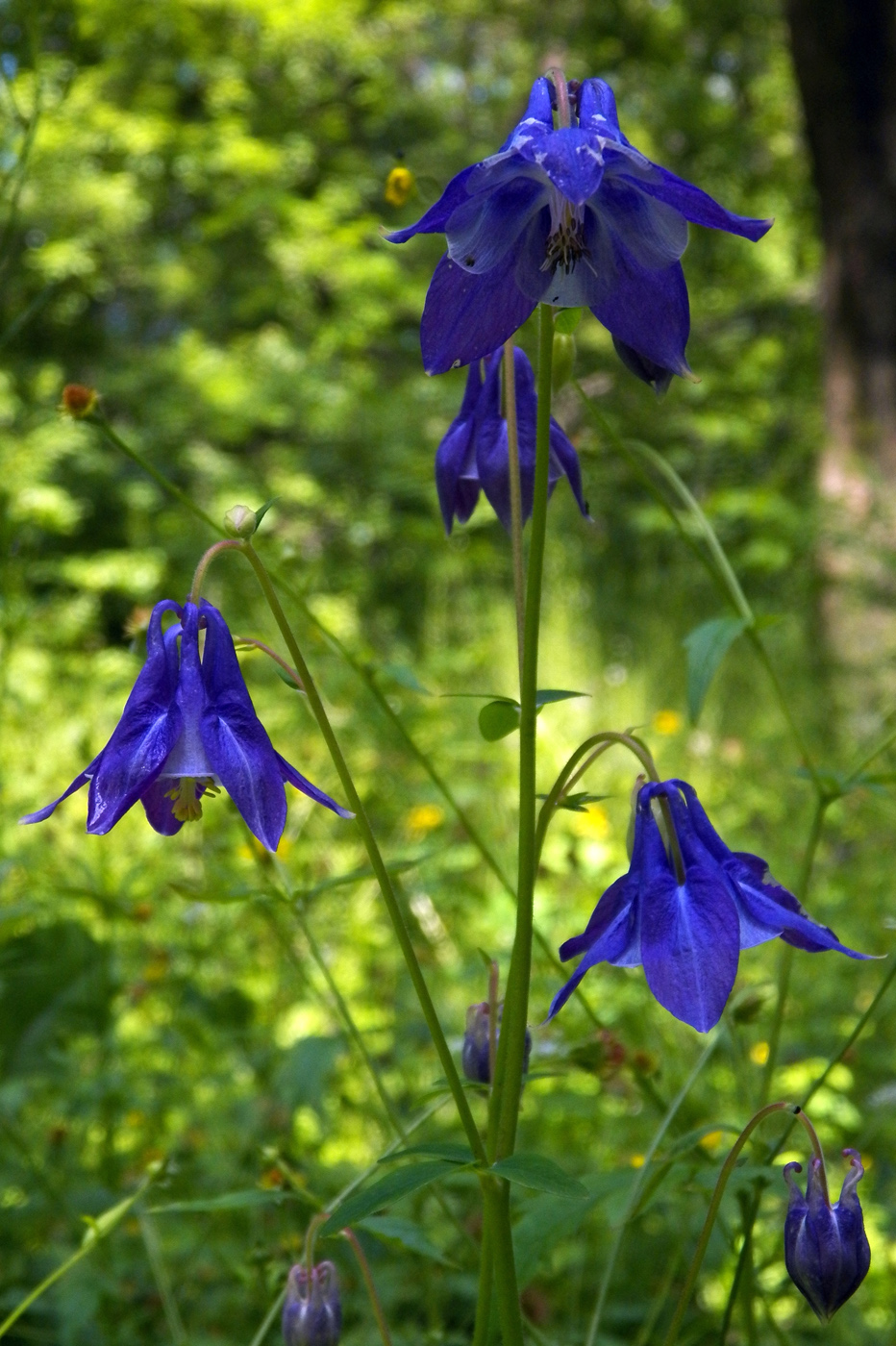 Изображение особи Aquilegia vulgaris.