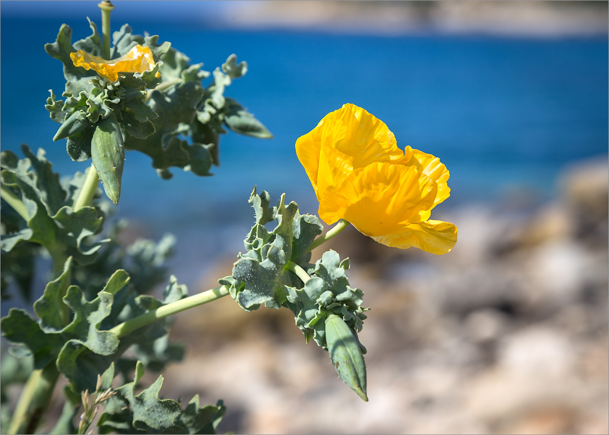 Image of Glaucium flavum specimen.