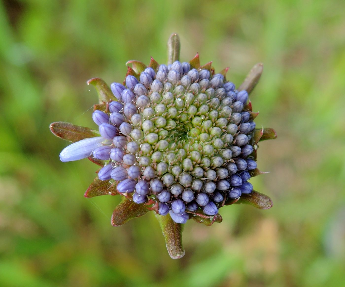 Image of Jasione montana specimen.