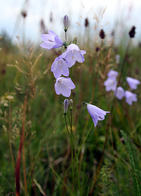 Image of Campanula rotundifolia specimen.