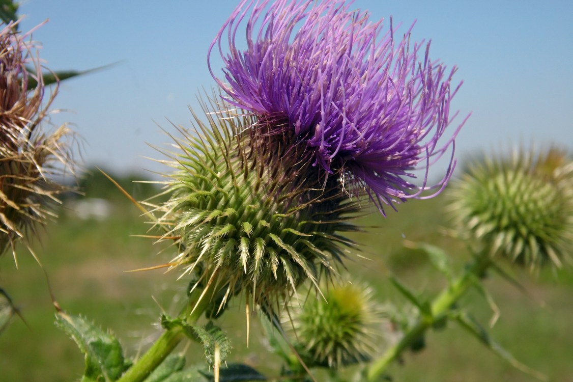 Изображение особи Cirsium ciliatum.