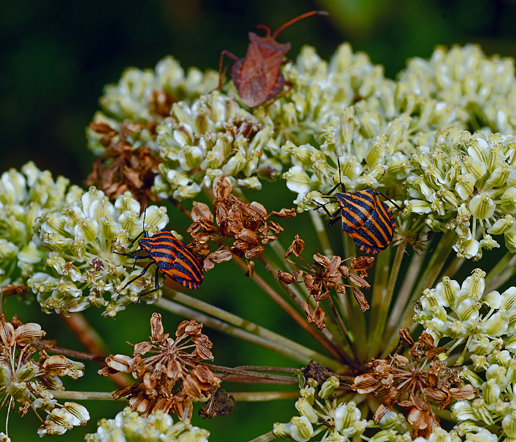 Изображение особи Angelica sylvestris.