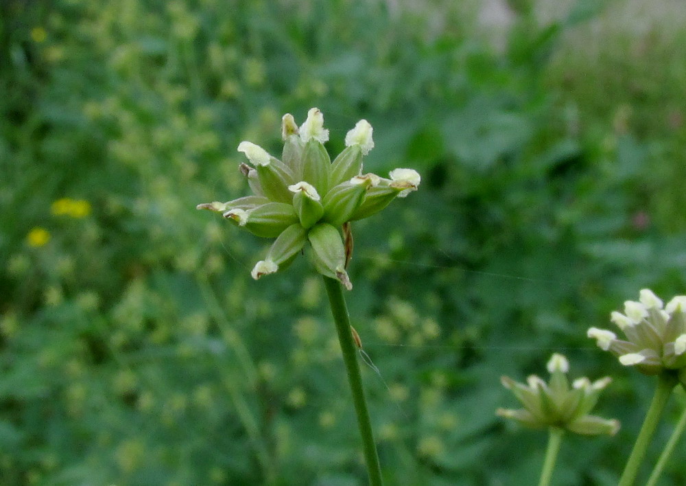 Image of Thalictrum pavlovii specimen.