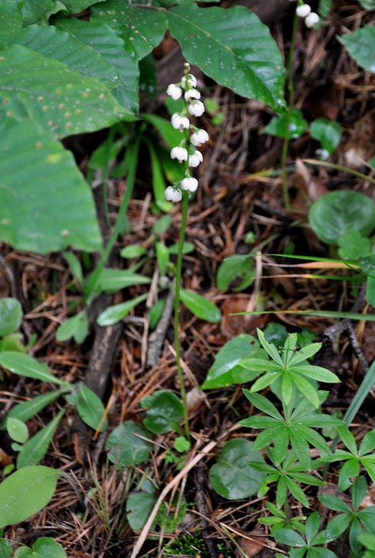 Image of Pyrola media specimen.