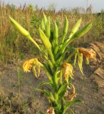 Oenothera biennis