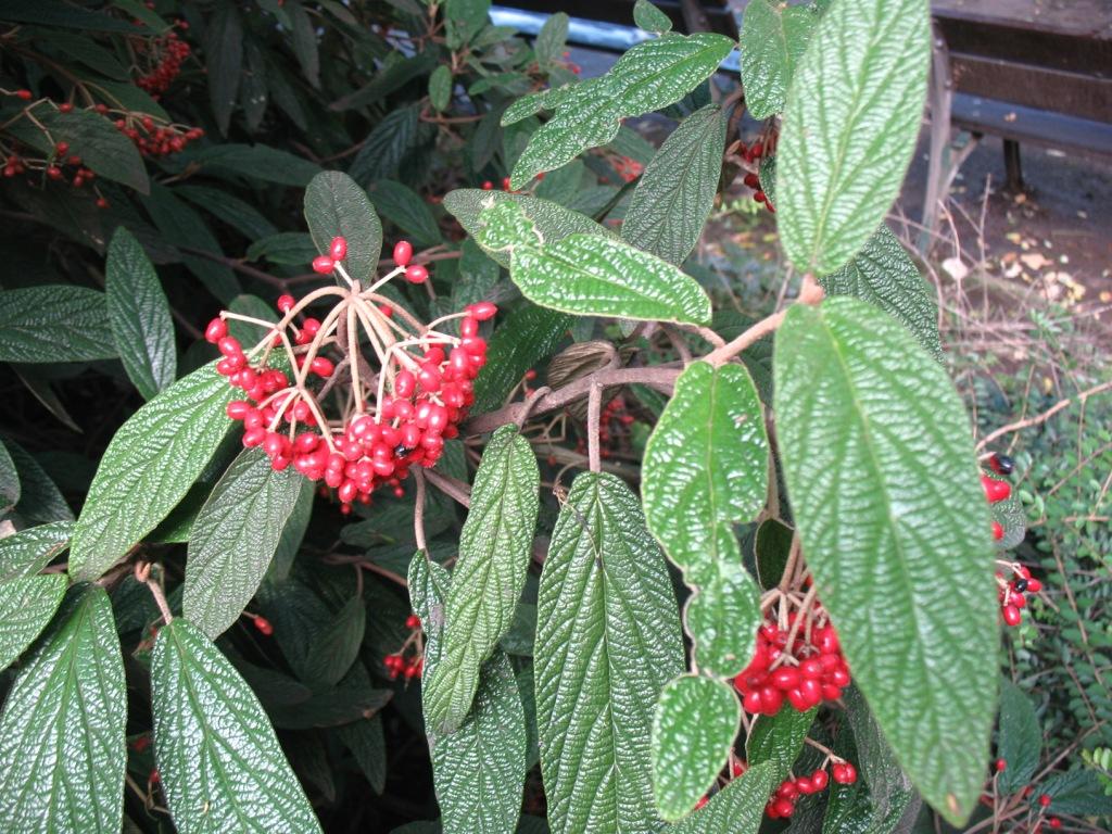 Изображение особи Viburnum rhytidophyllum.