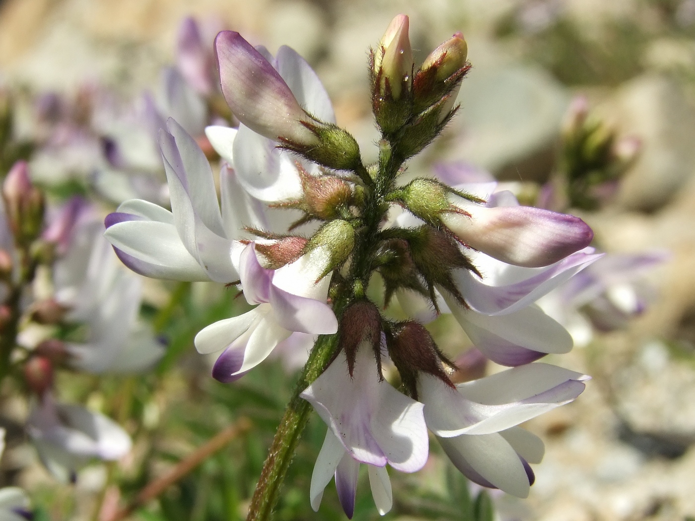 Image of Astragalus alpinus specimen.